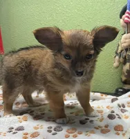 Charlie, a male Chihuahua for sale in Hico, TX – 2 of 3