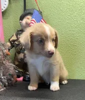 Tanner, a male Miniature Australian Shepherd for sale in Hico, TX – 2 of 3