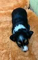 Granola, a male Miniature Dachshund for sale in Hico, TX – 1 of 1