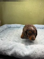 Ricky, a male Miniature Dachshund for sale in Hico, TX – 2 of 2