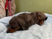 Randy, a male Miniature Dachshund for sale in Hico, TX – 2 of 2