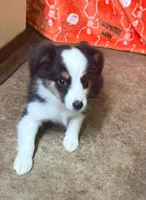 Dallas, a female Miniature Australian Shepherd for sale in Hico, TX – 2 of 4