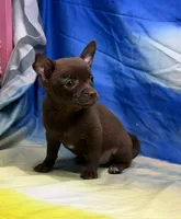 Steal, a male Chihuahua for sale in Hico, TX – 2 of 3