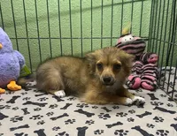 Charlie, a male Chihuahua for sale in Hico, TX – 2 of 6