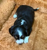 Gabe, a male Miniature Dachshund for sale in Hico, TX – 4 of 5