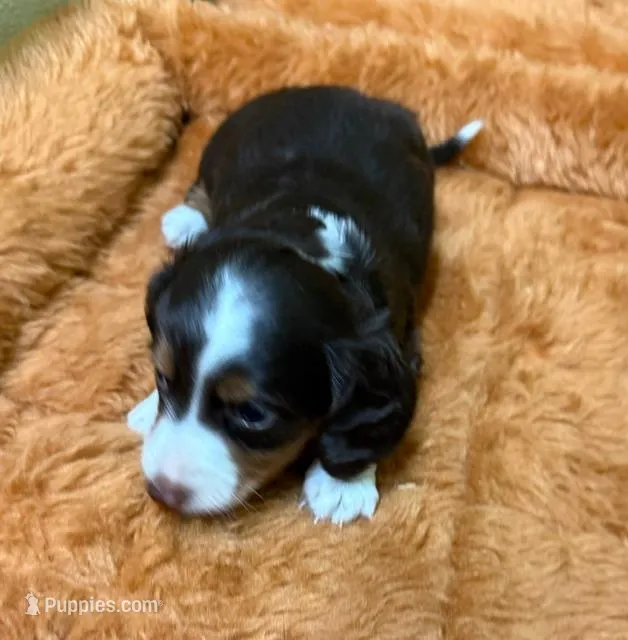 Gabe – Miniature Dachshund puppy for sale in Hico, TX