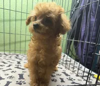 Gemma, a female Poodle - Toy  for sale in Hico, TX – 2 of 5