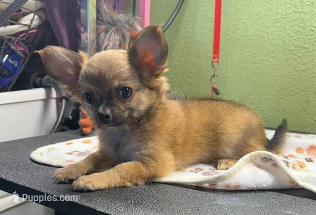 Cammie – Chihuahua puppy for sale in Hico, TX