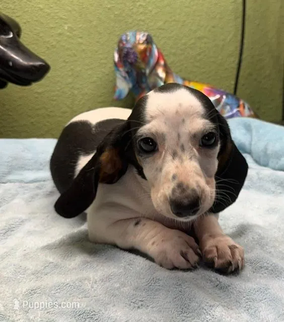 Rose – Miniature Dachshund puppy for sale in Hico, TX