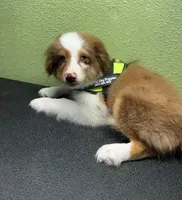Romeo, a male Australian Shepherd for sale in Hico, TX – 2 of 3