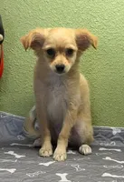 Mary, a female Chihuahua for sale in Hico, TX – 2 of 2