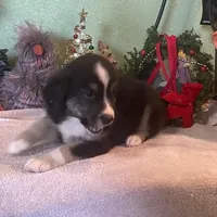 Denver, a male Australian Shepherd for sale in Hico, TX – Photo 1 of 3