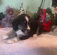 processed/20ec1a99-1db4-4665-914d-1b22571818cf/listing/9cfa1239-6cfb-486b-a7de-3fe658f16c28/a2c055de-85f0-493c-9f52-b9d370487dc0