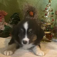Denver, a male Australian Shepherd for sale in Hico, TX – Photo 3 of 3