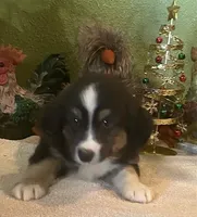 processed/20ec1a99-1db4-4665-914d-1b22571818cf/listing/9cfa1239-6cfb-486b-a7de-3fe658f16c28/bfb37f00-a1f7-4fe6-b962-4963a26f03a5