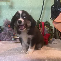 Denver, a male Australian Shepherd for sale in Hico, TX – Photo 2 of 3