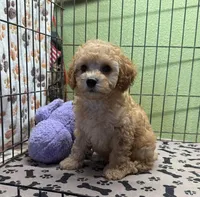 Elmo, a male Poodle - Miniature  for sale in Hico, TX – 5 of 6