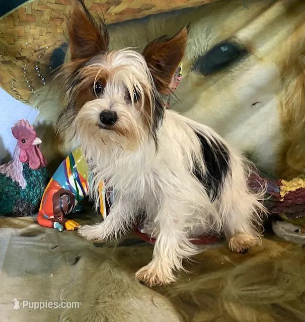 Bosque – Yorkshire Terrier puppy for sale in Hico, TX