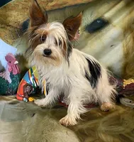 Bosque, a male Yorkshire Terrier for sale in Hico, TX – Photo 1 of 3