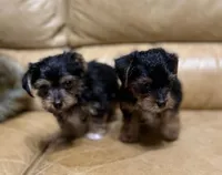 Bosque, a male Yorkshire Terrier for sale in Hico, TX – Photo 3 of 3