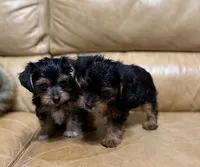 Bosque, a male Yorkshire Terrier for sale in Hico, TX – Photo 2 of 3
