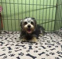 Tess, a female Yorkshire Terrier and Poodle - Toy  for sale in Hico, TX – 3 of 3