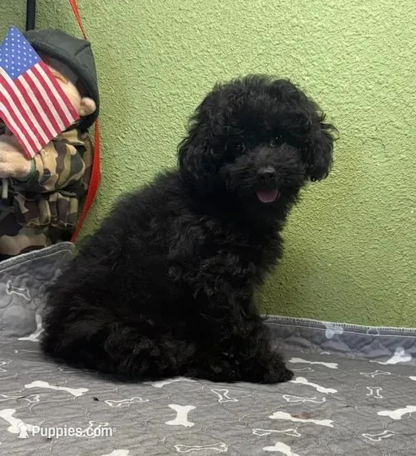 Ellie, a female Poodle - Miniature  for sale in Hico, TX – 1 of 4