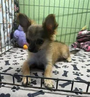 Cammie, a female Chihuahua for sale in Hico, TX – 6 of 6