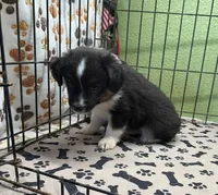 Delta, a male Miniature Australian Shepherd for sale in Hico, TX – 1 of 2