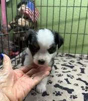 Dallas, a male Miniature Australian Shepherd for sale in Hico, TX – 1 of 1