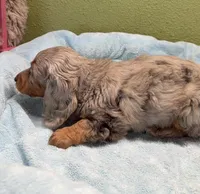Roxie, a female Miniature Dachshund for sale in Hico, TX – 2 of 2