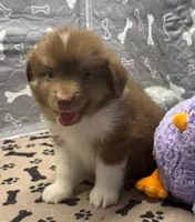 Henry, a male Toy Australian Shepherd for sale in Hico, TX – 1 of 2