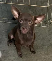 Steal, a male Chihuahua for sale in Hico, TX – 2 of 5