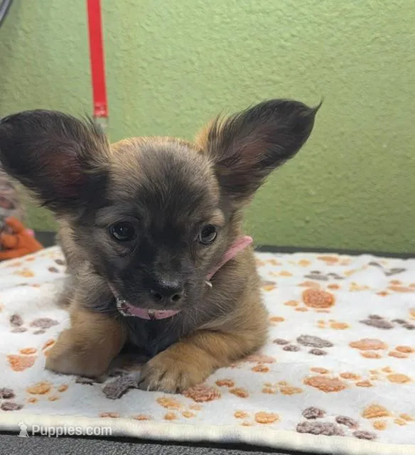 Carlie – Chihuahua puppy for sale in Hico, TX