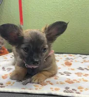 Carlie, a female Chihuahua for sale in Hico, TX – 1 of 3
