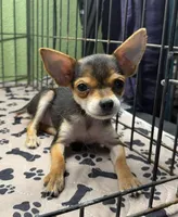 Tinker, a female Chihuahua for sale in Hico, TX – 3 of 5