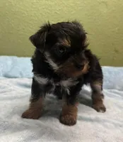Tess, a female Yorkshire Terrier and Poodle - Toy  for sale in Hico, TX – 2 of 3
