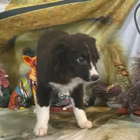 Jewel, a female Australian Shepherd for sale in Hico, TX – Photo 3 of 3
