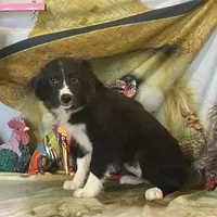 Jewel, a female Australian Shepherd for sale in Hico, TX – Photo 2 of 3