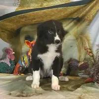 Jewel, a female Australian Shepherd for sale in Hico, TX – Photo 1 of 3