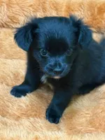 Chunk, a male Chihuahua for sale in Hico, TX – 2 of 2