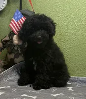 Ellie, a female Poodle - Miniature  for sale in Hico, TX – 4 of 4