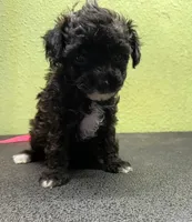 Grace, a female Poodle - Toy  for sale in Hico, TX – 1 of 3