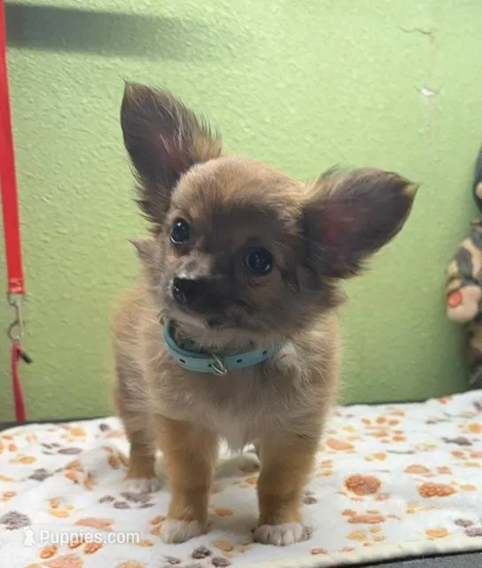 Chevy – Chihuahua puppy for sale in Hico, TX