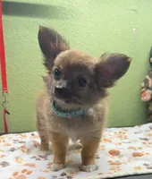 Chevy, a male Chihuahua for sale in Hico, TX – 1 of 3