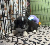 Delta, a male Miniature Australian Shepherd for sale in Hico, TX – 2 of 2