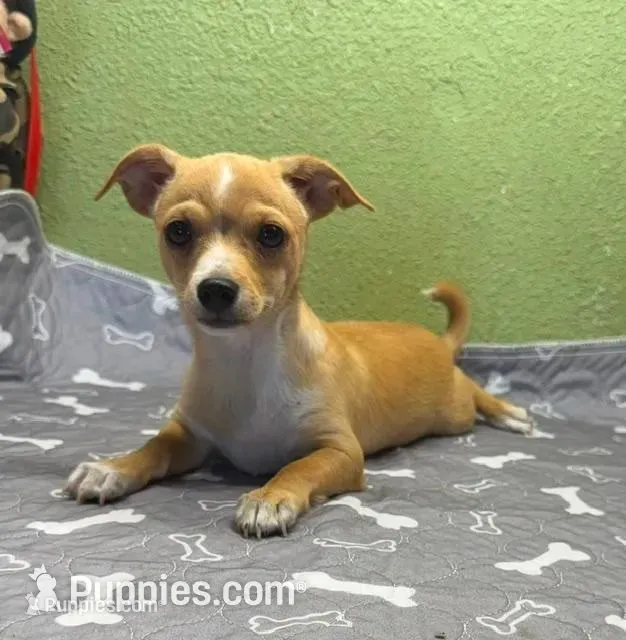 Lewie – Chihuahua puppy for sale in Hico, TX