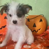 Kirby, a male Yorkshire Terrier for sale in Hico, TX – Photo 5 of 5