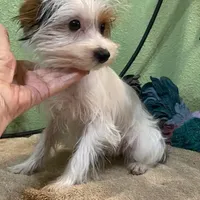 Kirby, a male Yorkshire Terrier for sale in Hico, TX – Photo 1 of 5