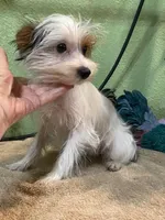 Kirby, a male Yorkshire Terrier for sale in Hico, TX – Photo 1 of 5